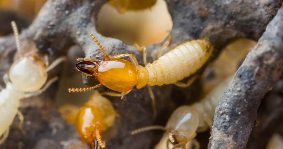WDO Termite Testing