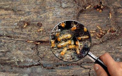 Termite Inspections: Ensuring Home Safety and Integrity