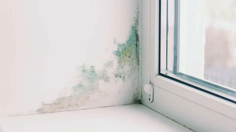 How Water Damage Is Identified During a Home Inspection