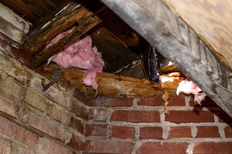 Do You Need a Termite Inspection When Buying a House