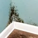 Who to Call for a Mold Inspection and When to Do It