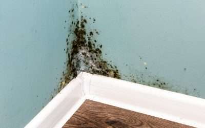 Who to Call for Mold Inspection?
