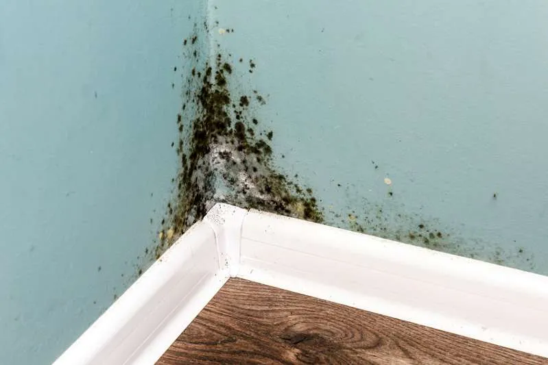 Who to Call for a Mold Inspection and When to Do It