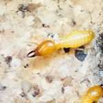 Subterranean termites on soil beside a home that needs a termite inspection