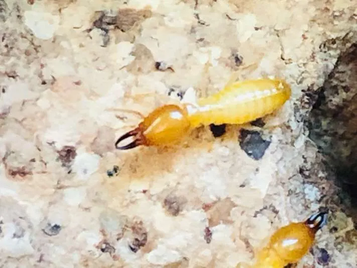Subterranean termites on soil beside a home that needs a termite inspection